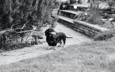 Kevin the Dachshund in My Life as a Dog by LA Davenport - 5
