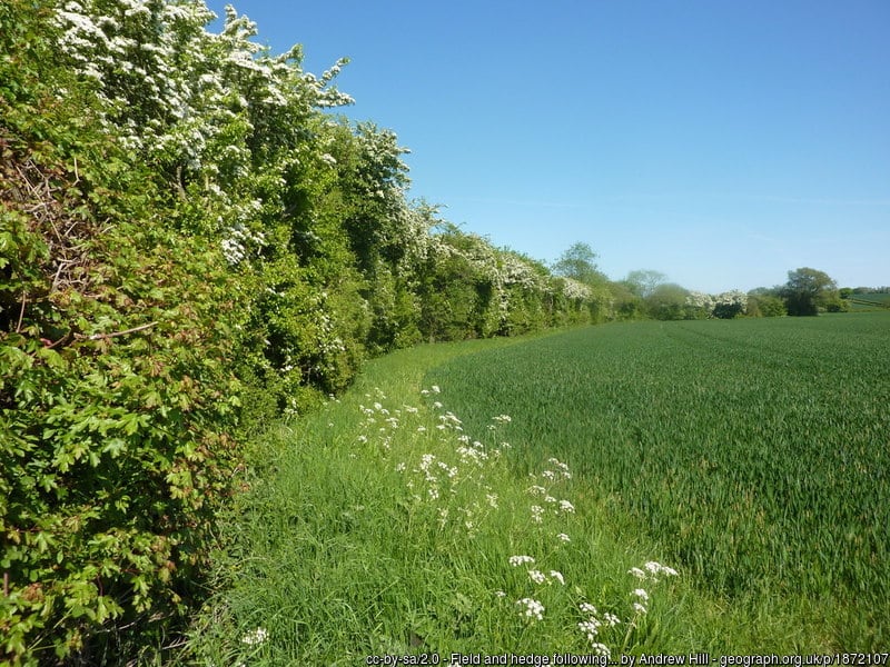An English Hedge