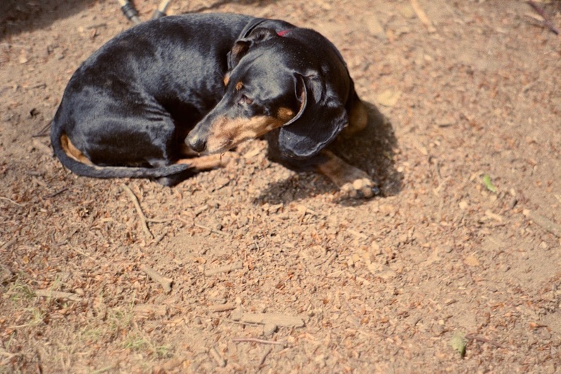 Kevin the Dachshund in My Life as a Dog by LA Davenport - Camping