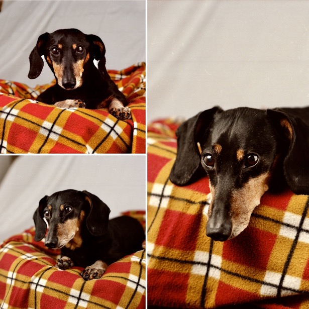 Kevin the Dachshund in My Life as a Dog by LA Davenport - Montage