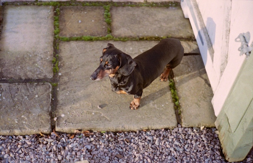 Kevin the Dachshund in My Life as a Dog by LA Davenport - Garden