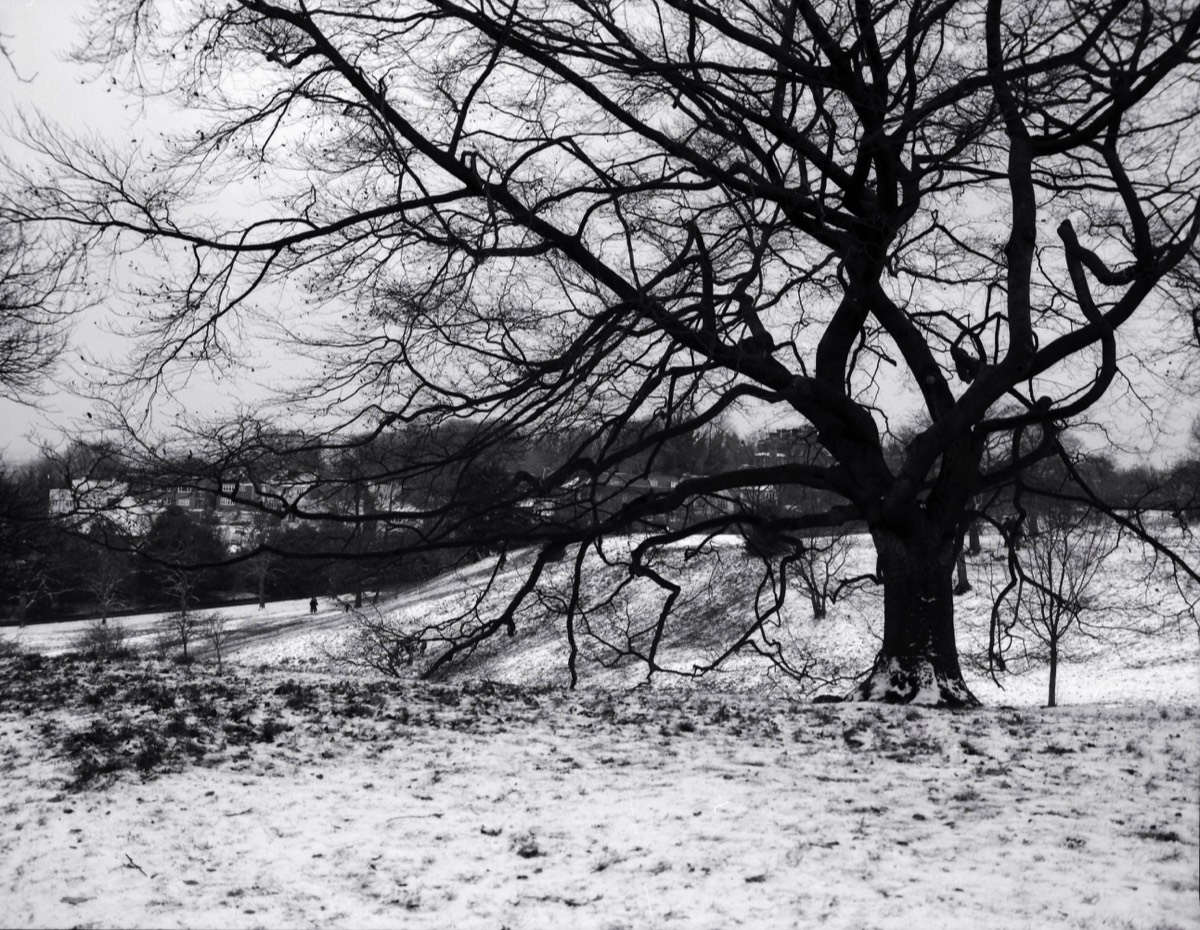 Winter scene in Greenwich Park, London