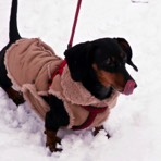 Kevin the Dachshund in his Sheepskin Jacket