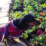 Kevin the Dachshund Sniffing Flowers