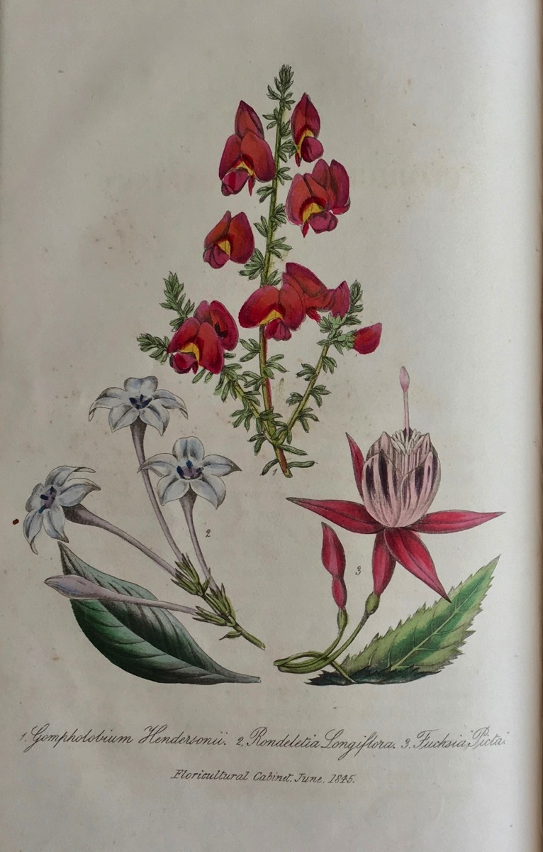 Floricultural Detail